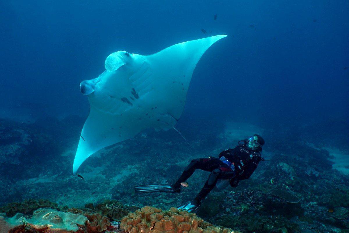 PADI NO FEAR DIVING PADI NO FEAR DIVING