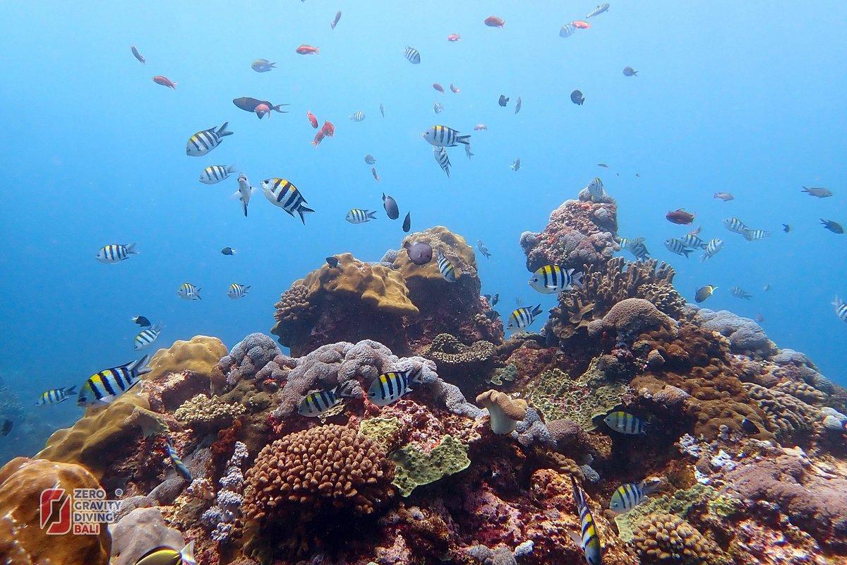 ZERO GRAVITY DIVING ZERO GRAVITY DIVING