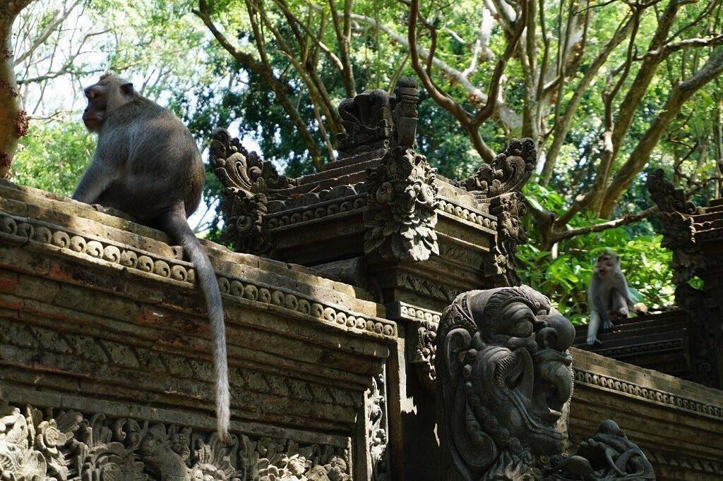 SACRED MONKEY FOREST SANCTUARY SACRED MONKEY FOREST SANCTUARY