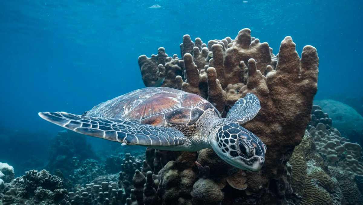 PURA VIDA DIVING