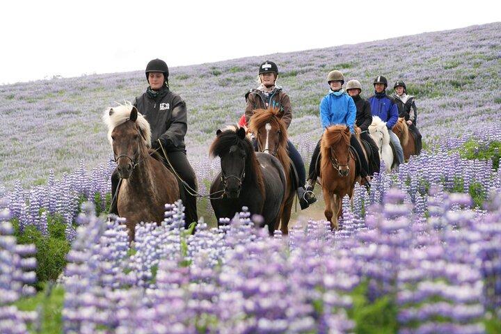 ICELANDIC HORSEBACK RIDING TOUR FROM REYKJAVIK ICELANDIC HORSEBACK RIDING TOUR FROM REYKJAVIK