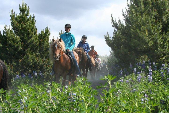 ICELANDIC HORSEBACK RIDING TOUR FROM REYKJAVIK