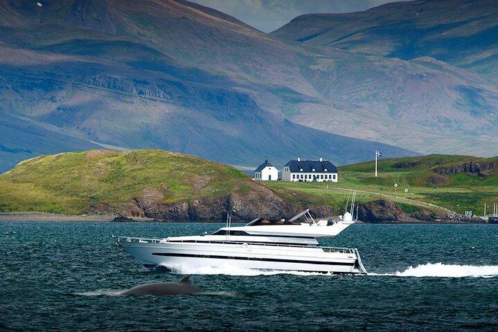 WHALE WATCHING & DOLPHIN YACHT CRUISE WHALE WATCHING & DOLPHIN YACHT CRUISE