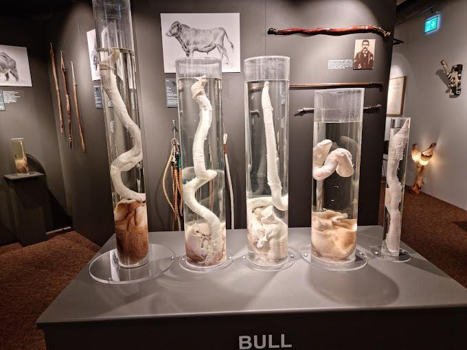 THE PENIS MUSEUM THE PENIS MUSEUM