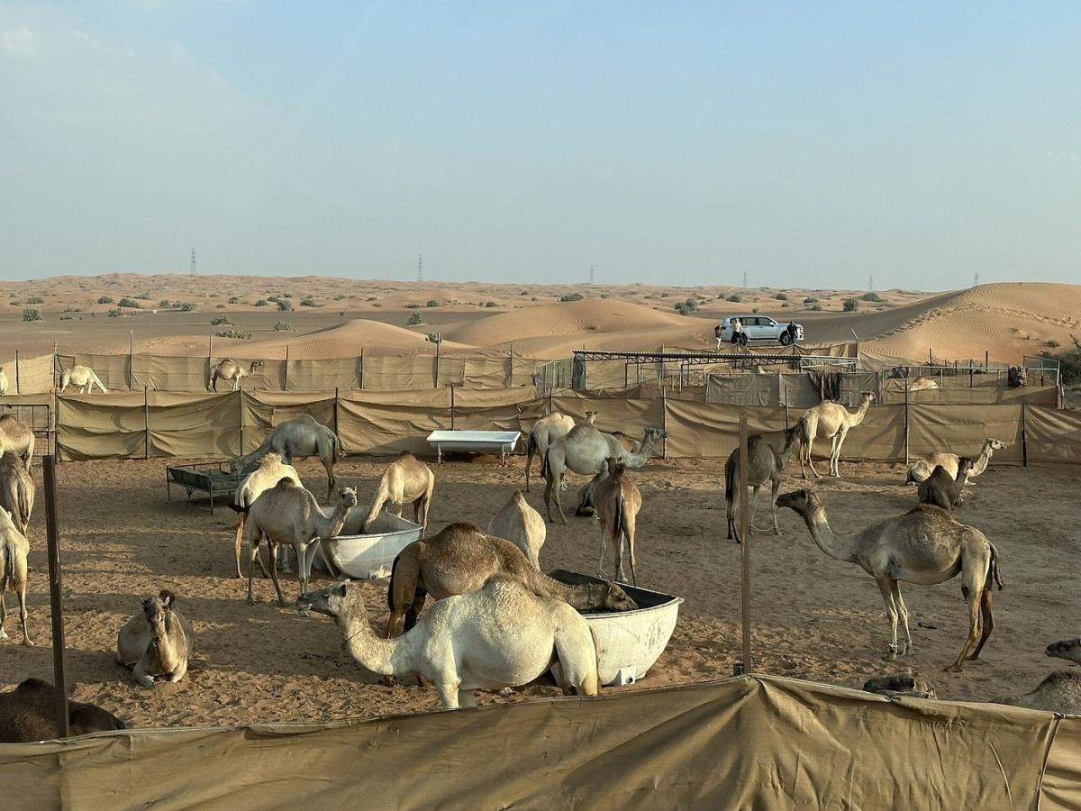 PRIVATE EVENING DESERT SAFARI PRIVATE EVENING DESERT SAFARI