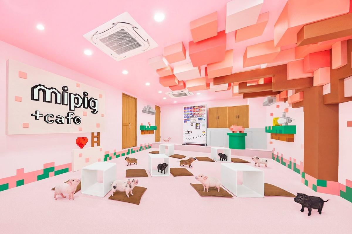 MIPIG CAFE HARAJUKU TAKESHITADORI MIPIG CAFE HARAJUKU TAKESHITADORI