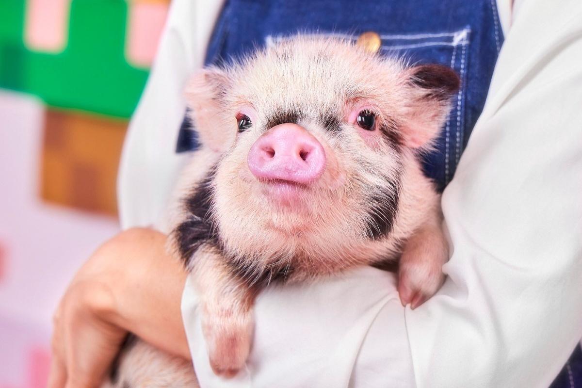 MIPIG CAFE HARAJUKU TAKESHITADORI