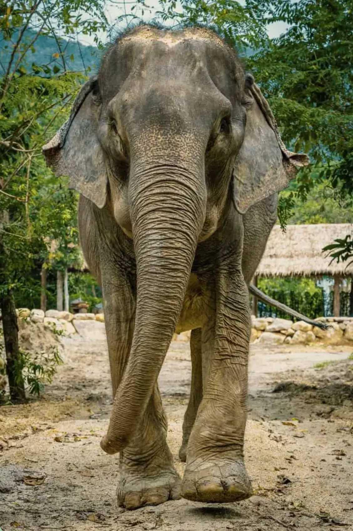 PHANGAN ELEPHANT SANCTUARY PHANGAN ELEPHANT SANCTUARY