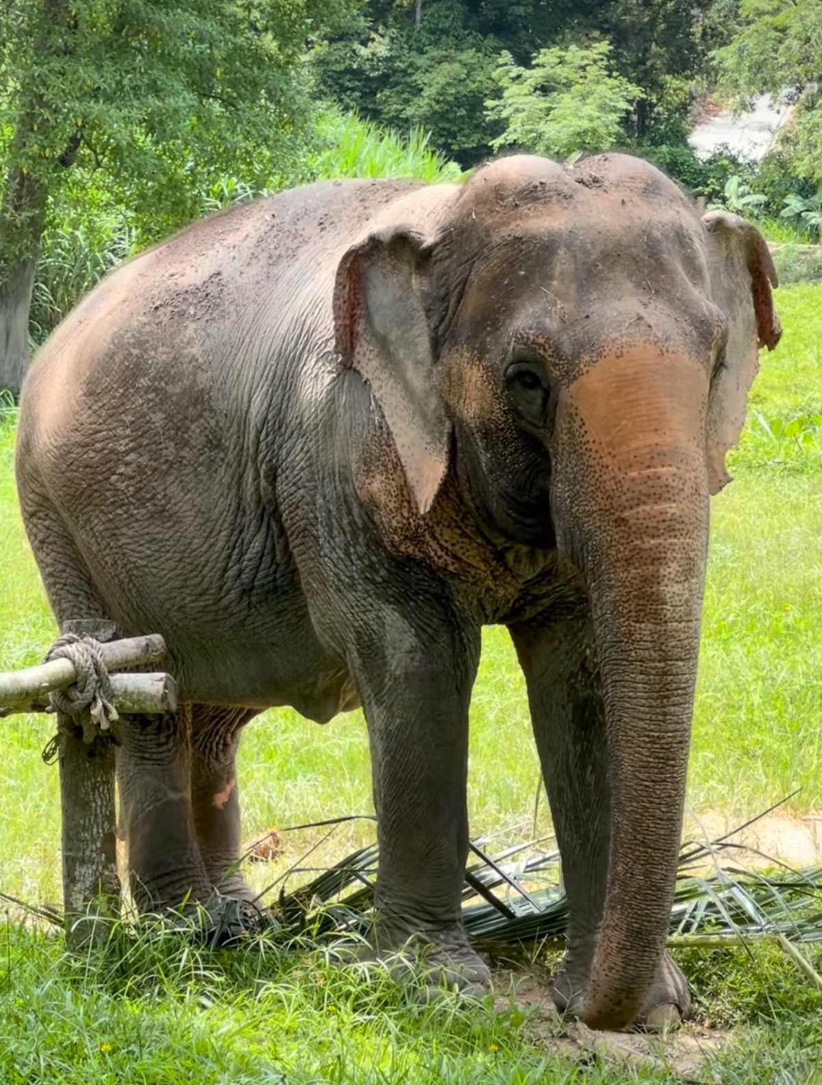 PHANGAN ELEPHANT SANCTUARY PHANGAN ELEPHANT SANCTUARY