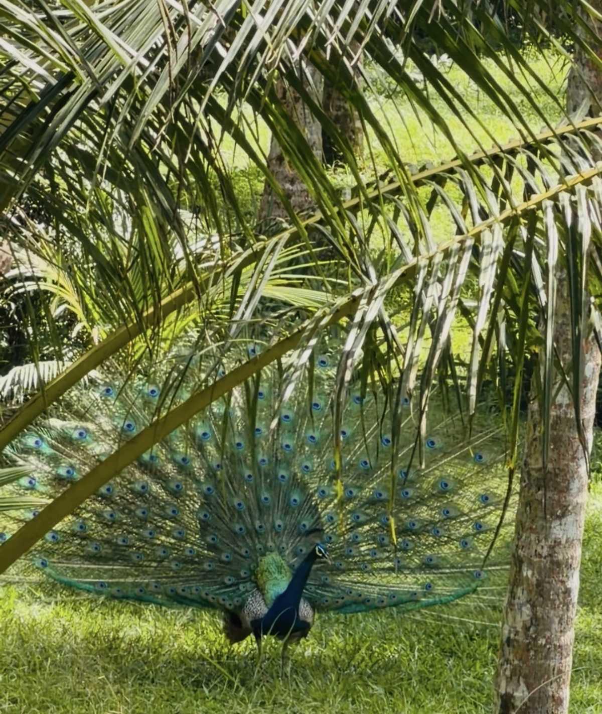 𝗩𝗶𝗹𝗹𝗮 𝗦𝗽𝗿𝗶𝗻𝗴𝘄𝗮𝘁𝗲𝗿 – A Hidden Nature Escape Near Sinharaja Rainforest