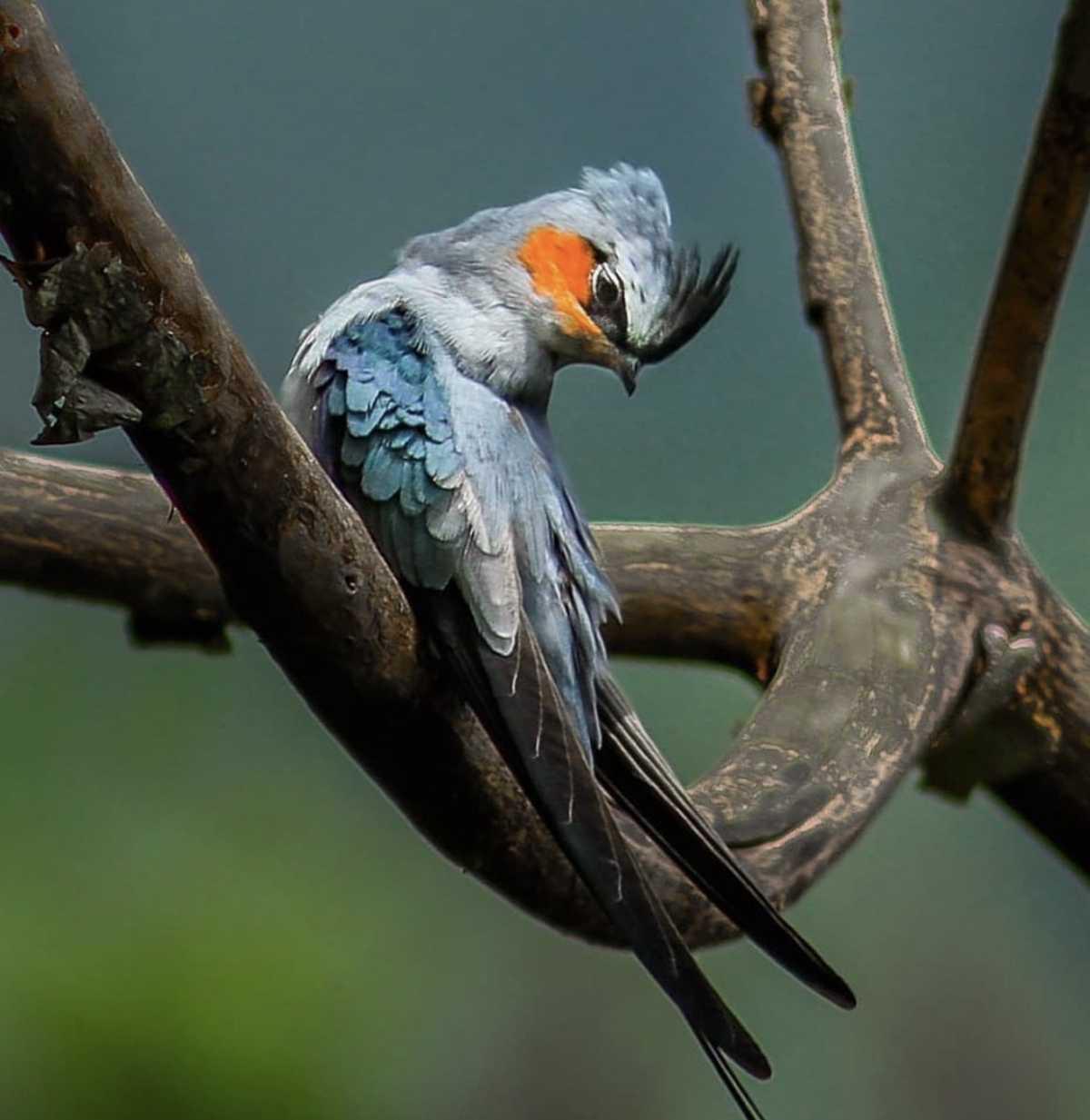 𝗥𝗜𝗩𝗘𝗥 𝗥𝗘𝗦𝗢𝗥𝗧 🌿 by Ceylon Adventure Sports 📍Sri Lanka