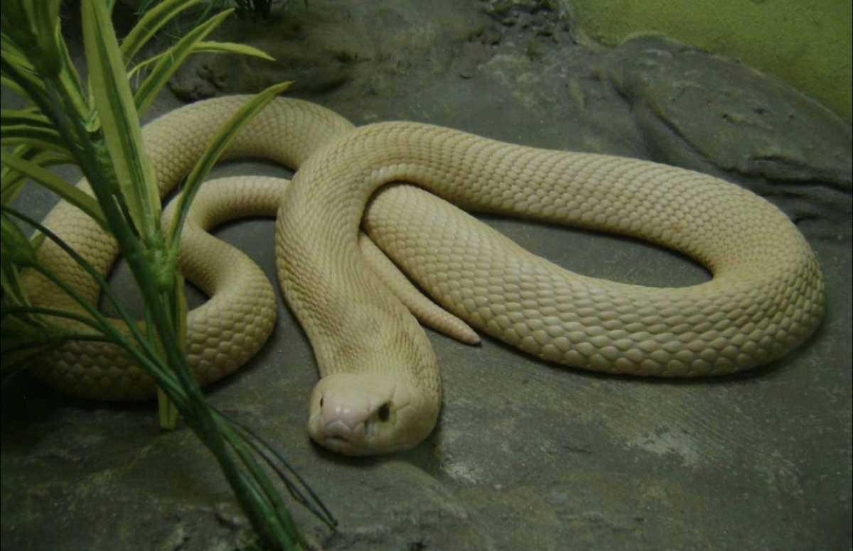 SNAKE FARM 