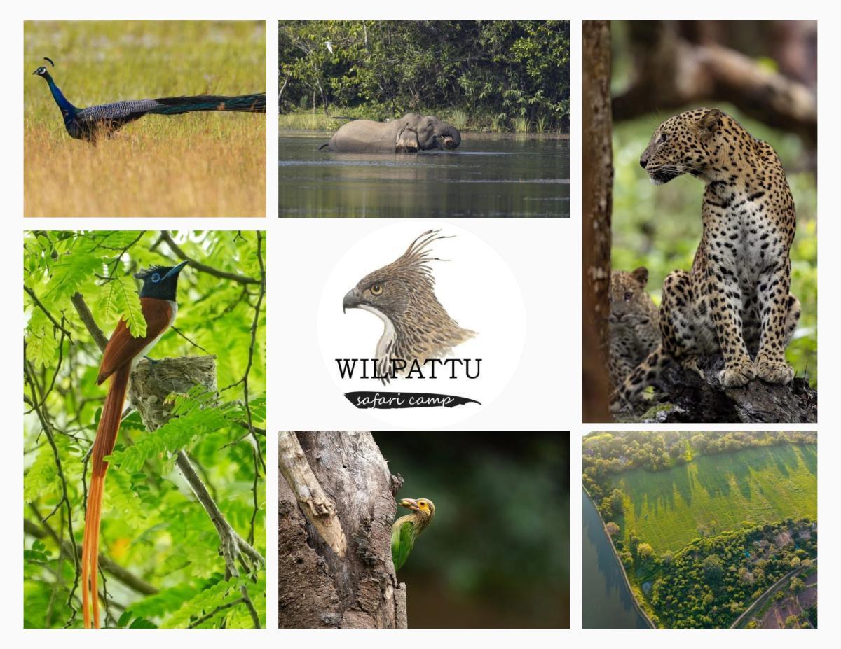 WILPATTU SAFARI CAMP