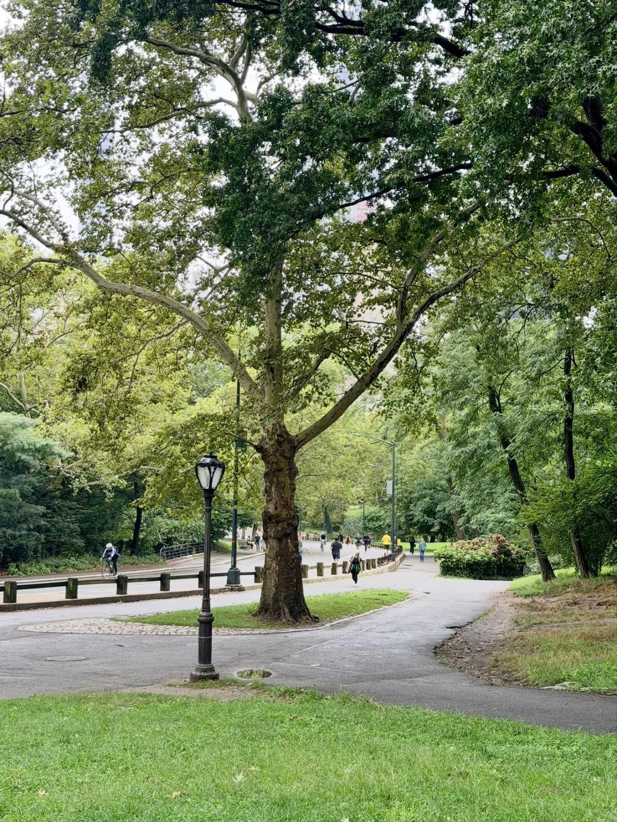 CENTRAL PARK π³ CENTRAL PARK π³