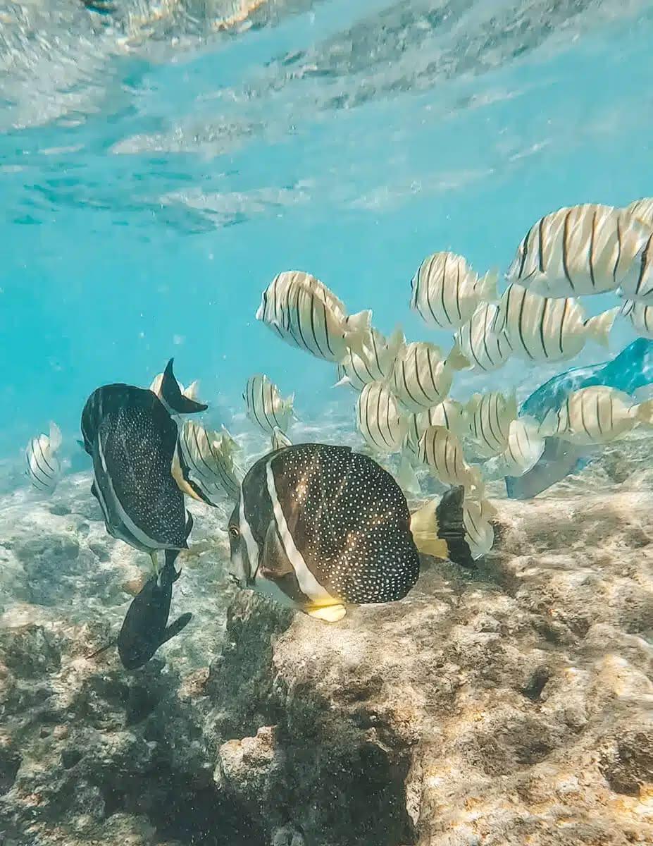 HANAUMA BAY NATURE PRESERVE 🐠