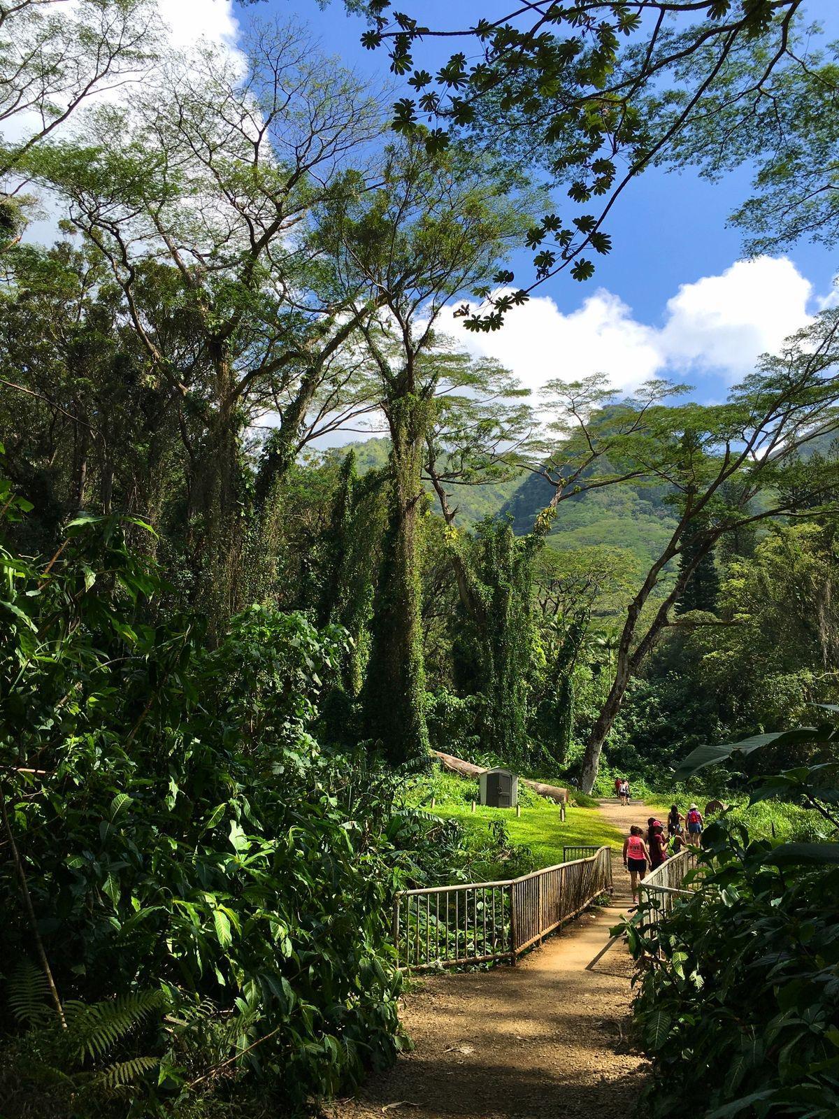 MĀNOA FALLS 🌿 MĀNOA FALLS 🌿