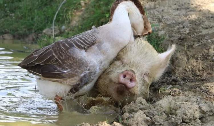 Ingezonden door Paradis d'Animaux