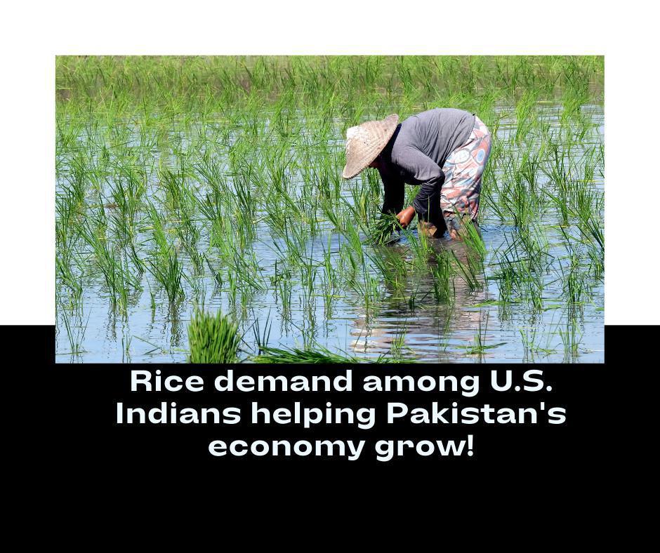 How Rice Demands Among U.S. Indians is Helping Pakistan's Economy