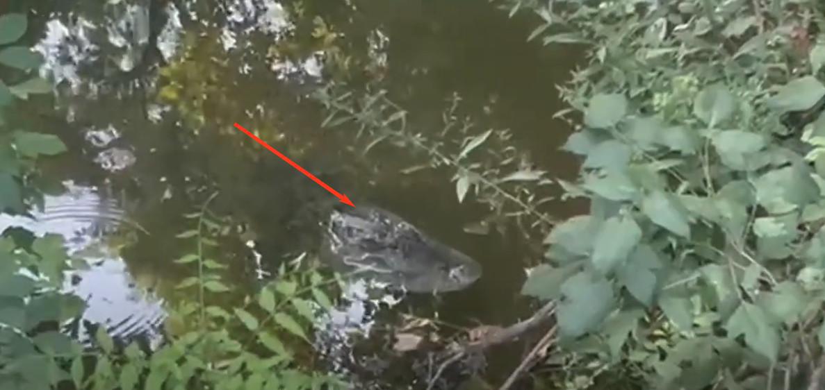 Alligator Spotted in Coppell: City Issues Urgent Safety Warning Alligator Spotted in Coppell: City Issues Urgent Safety Warning