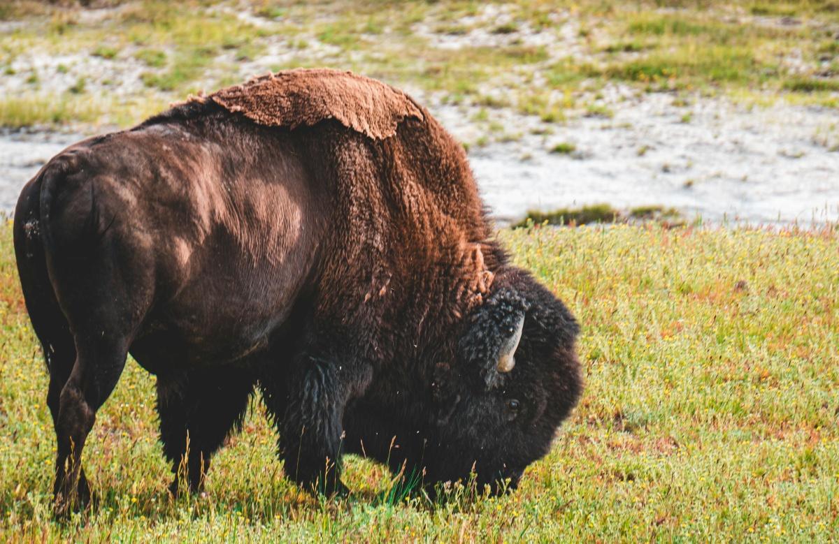 The Great Outdoors The Great Outdoors