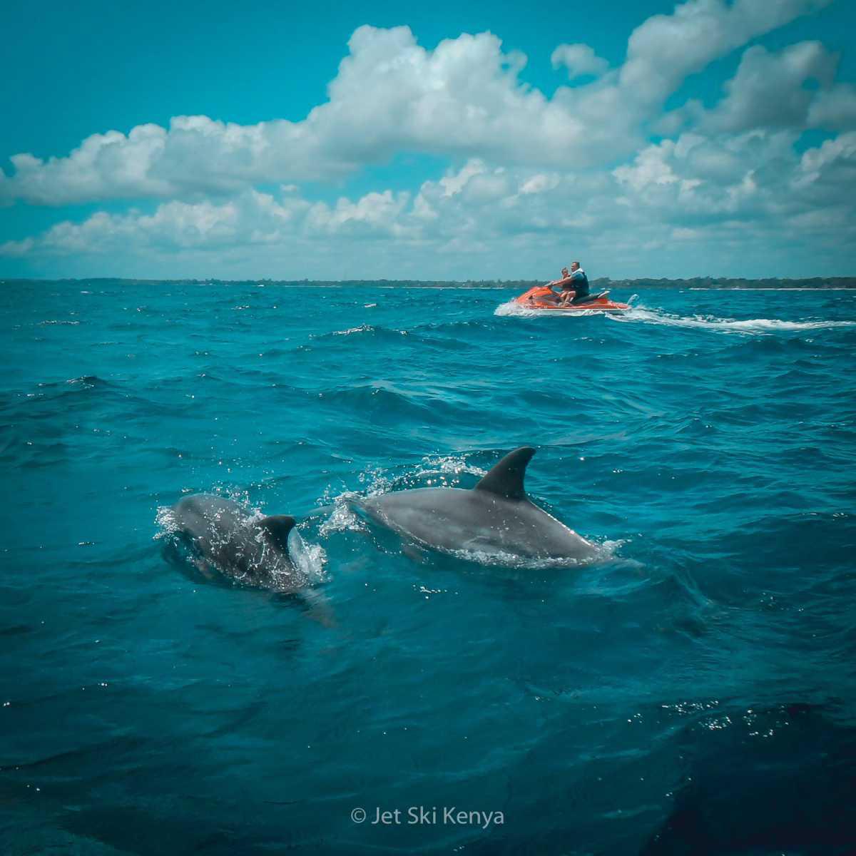 Jet Ski Dolphin Watching Safari