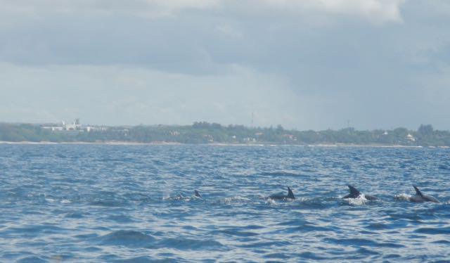 Dolphin Watching Tour 