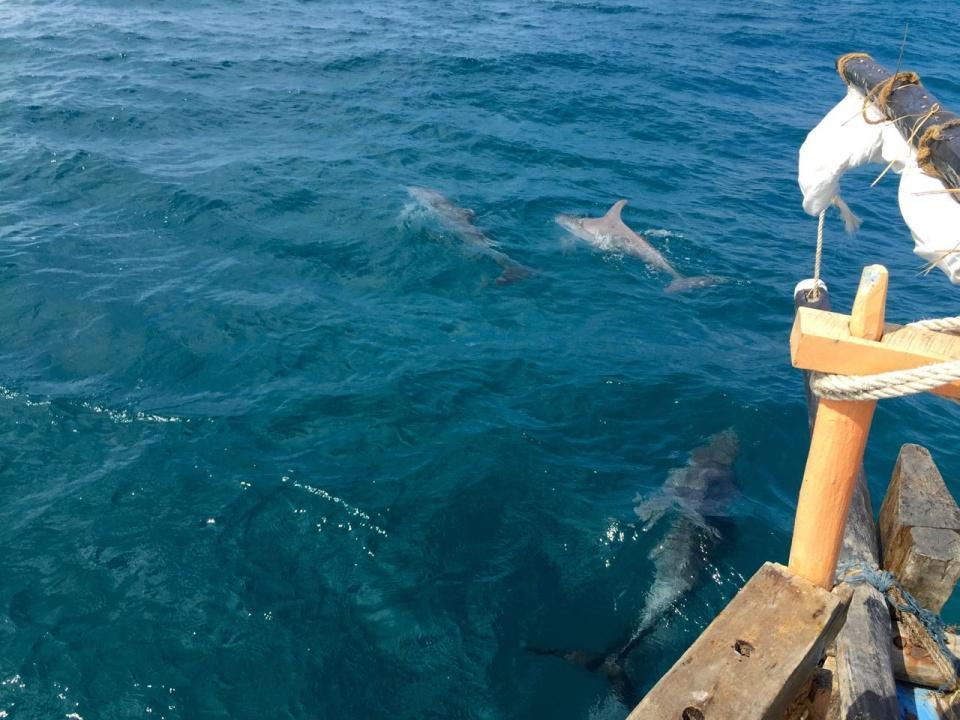Wasini Dolphin Tour Wasini Dolphin Tour