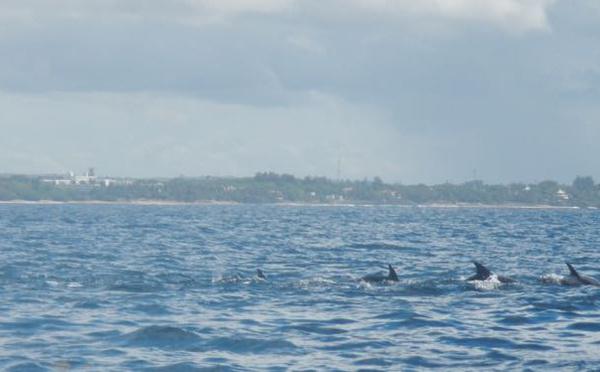 Dolphin Watching Tour 