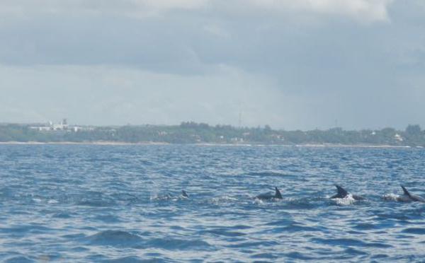 Dolphin Watching Tour