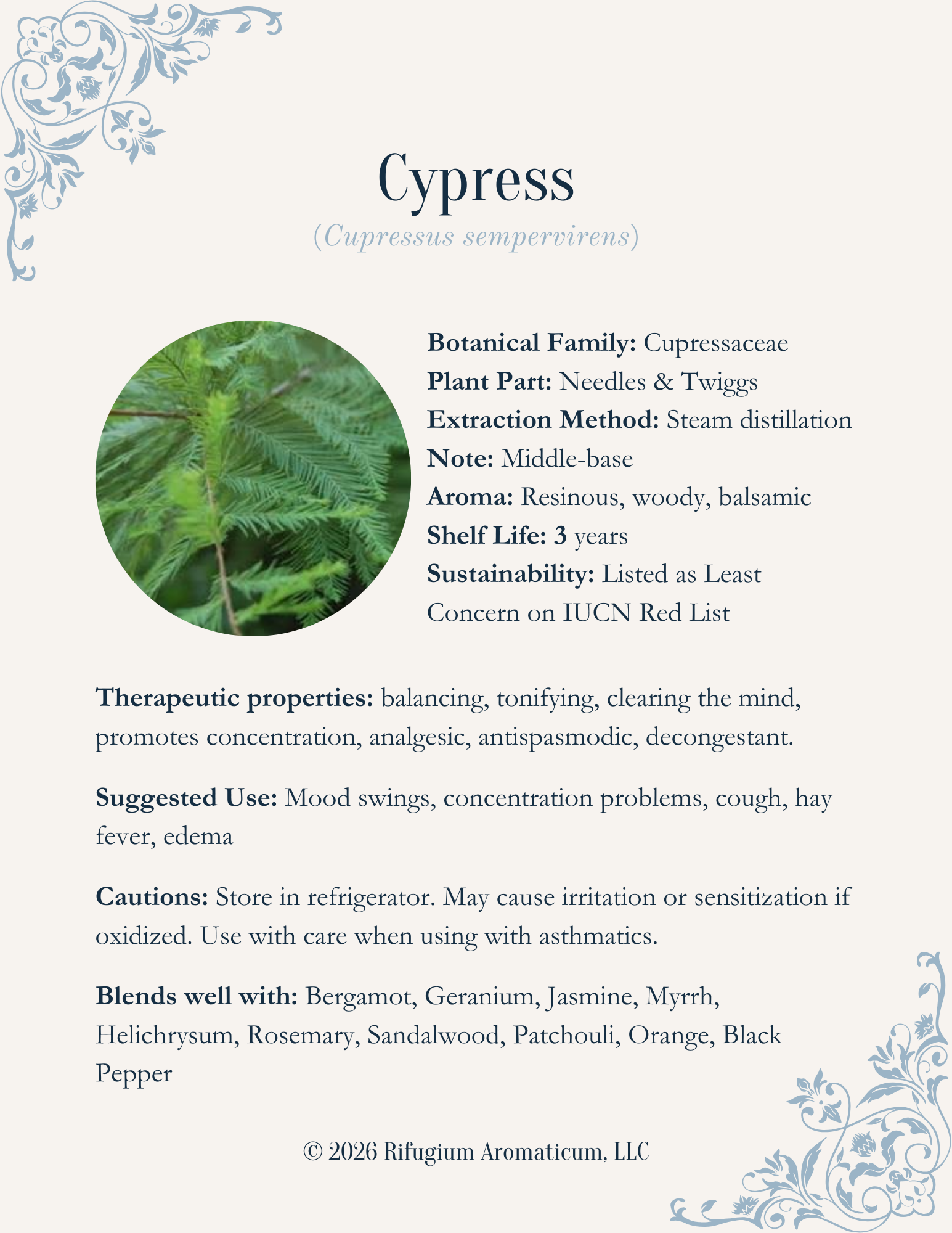 Cypress (Cupressus sempervirens)