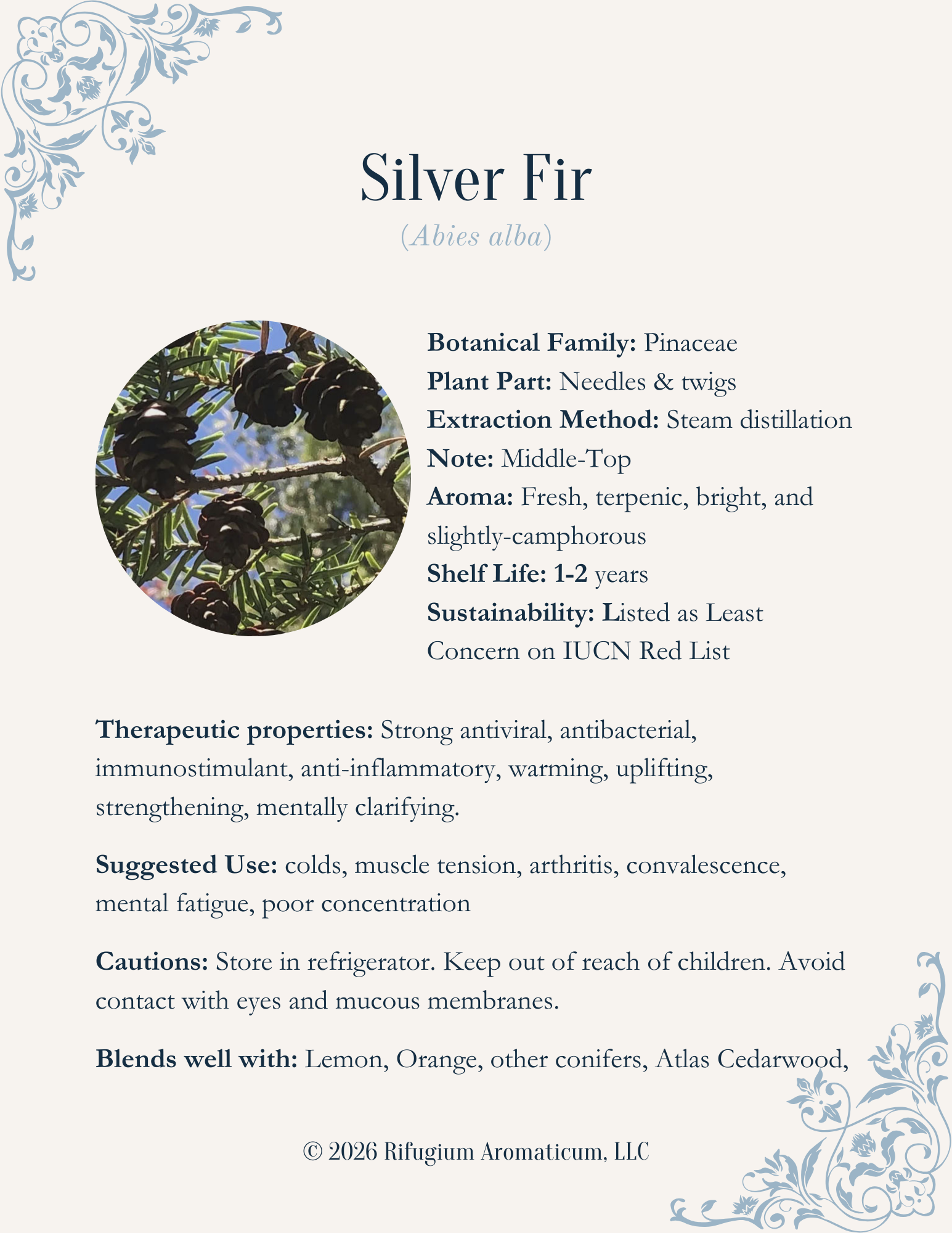 Silver Fir (Abies alba)