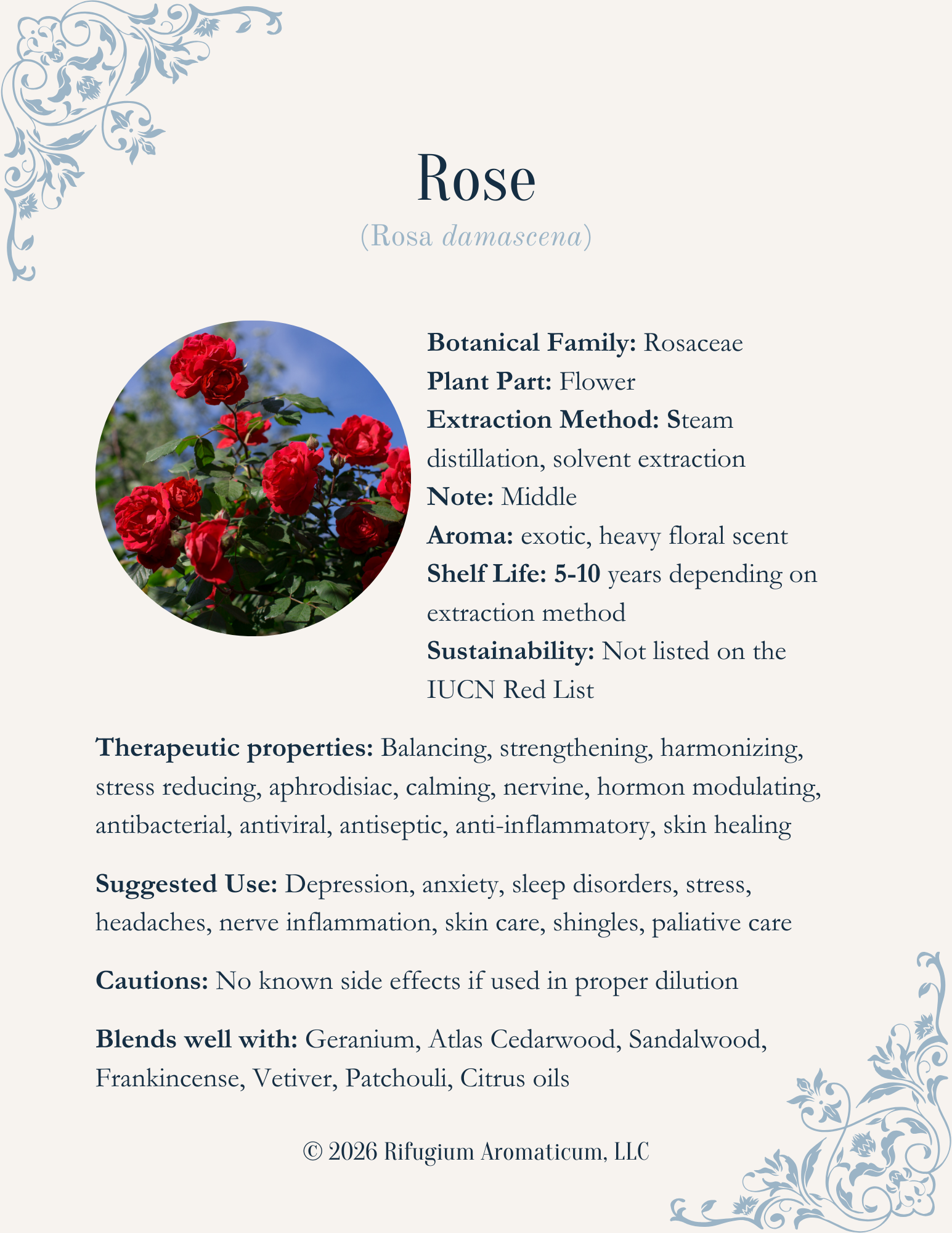 Rose (Rosa damascena)