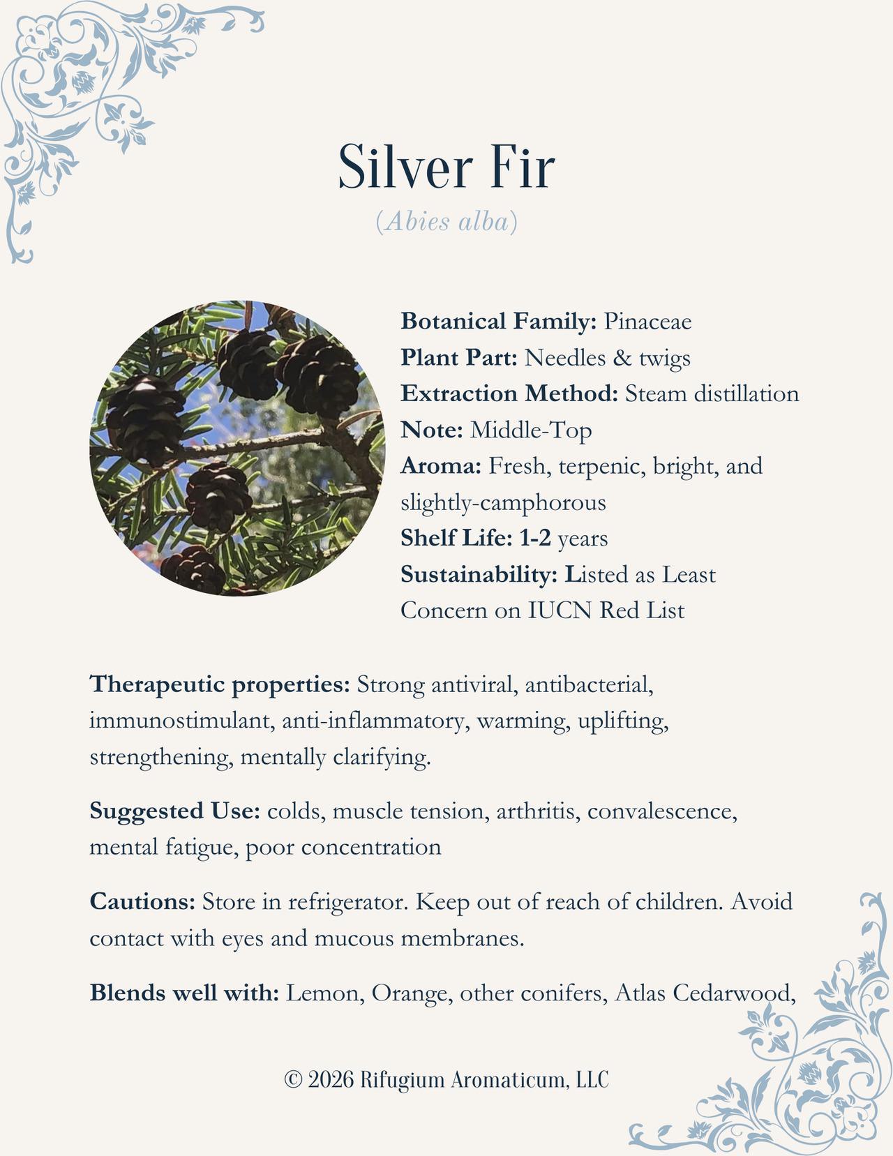 Silver Fir (Abies alba)