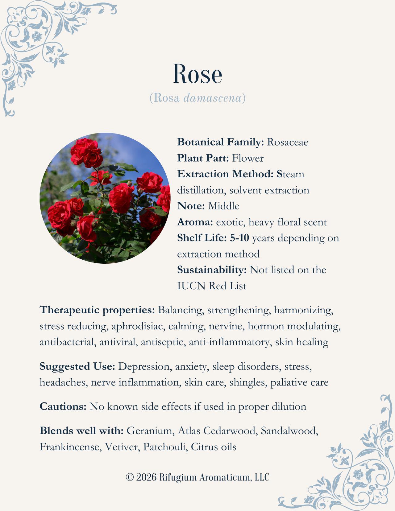 Rose (Rosa damascena)