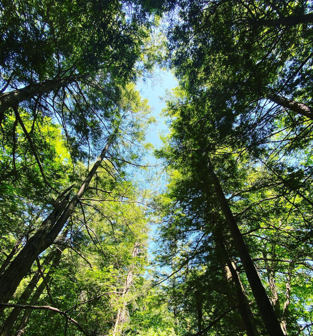 A Healing Journey Through the Forest