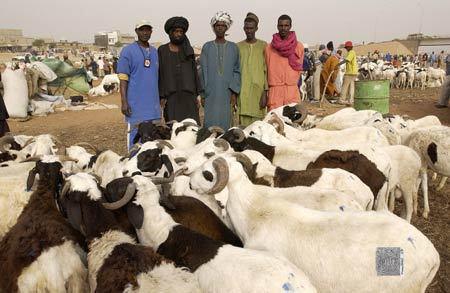 idira : la barre des 200.000 moutons atteinte, le déficit peut être résorbé d'ici la fête (élevage)