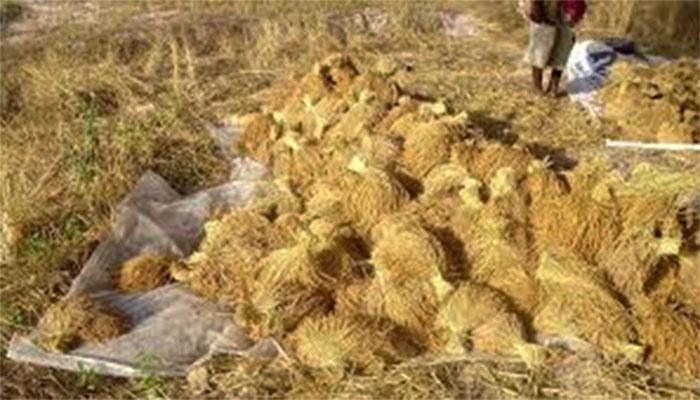 Basse-Casamance : La production de riz augmente grâce aux semences de l’ANCAR