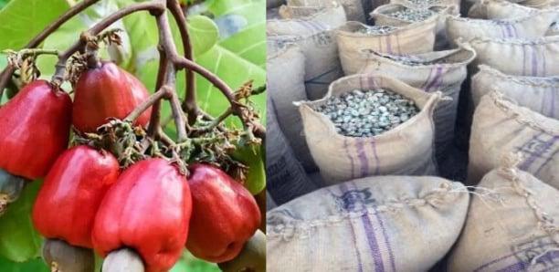 Filière anacarde : La Casamance face au défi de la transformation