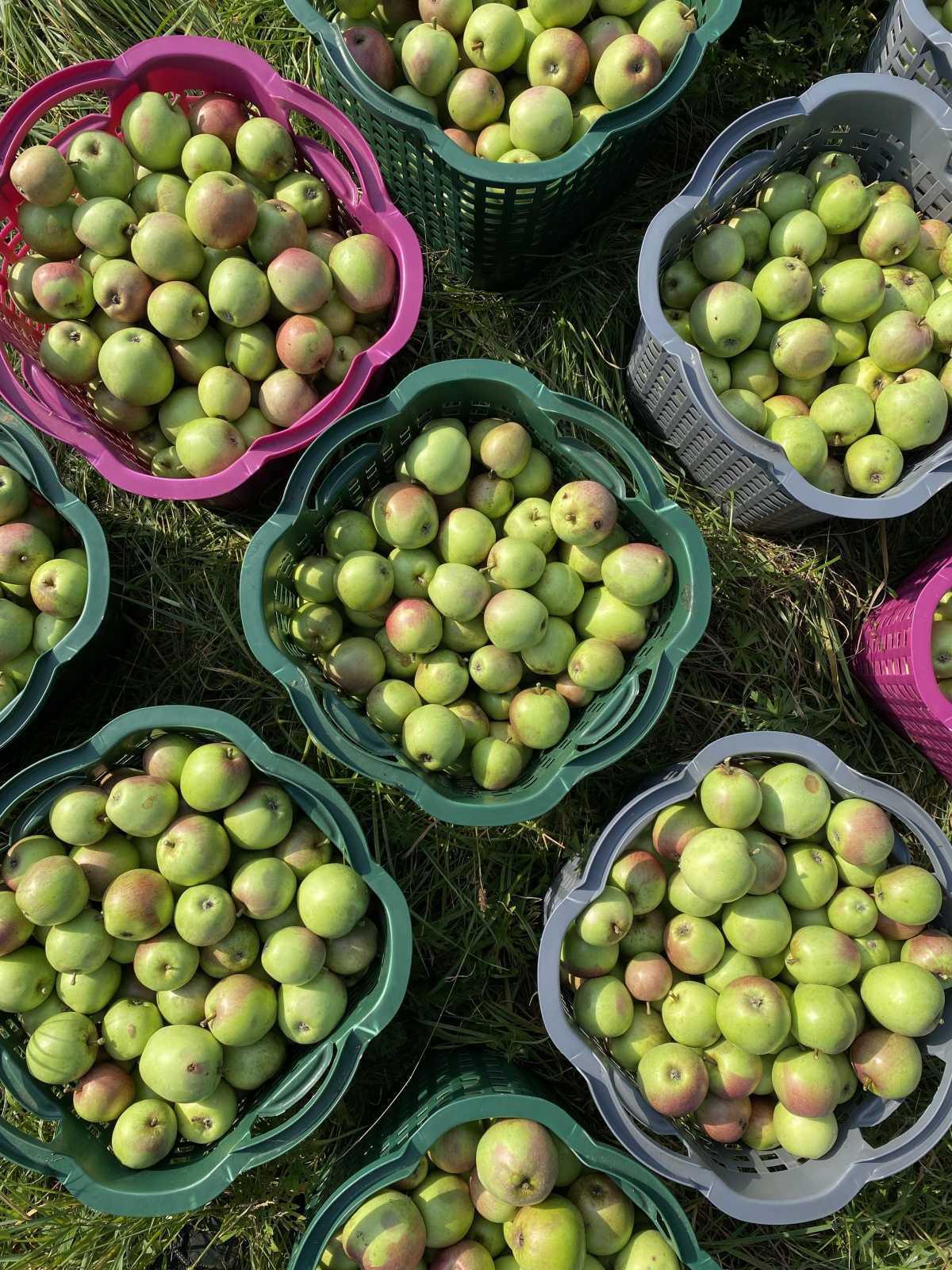 Apfelpower gesucht! Apfelpower gesucht!