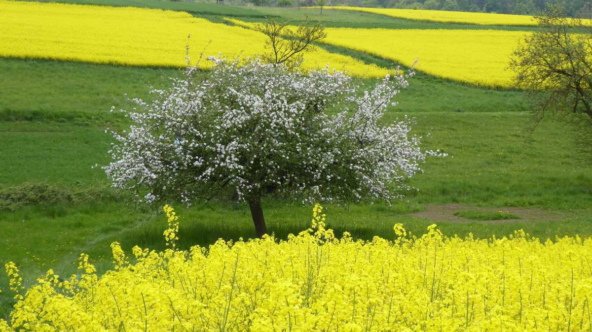 Frühlings-YOGA mit Gabriele Ruys Frühlings-YOGA mit Gabriele Ruys