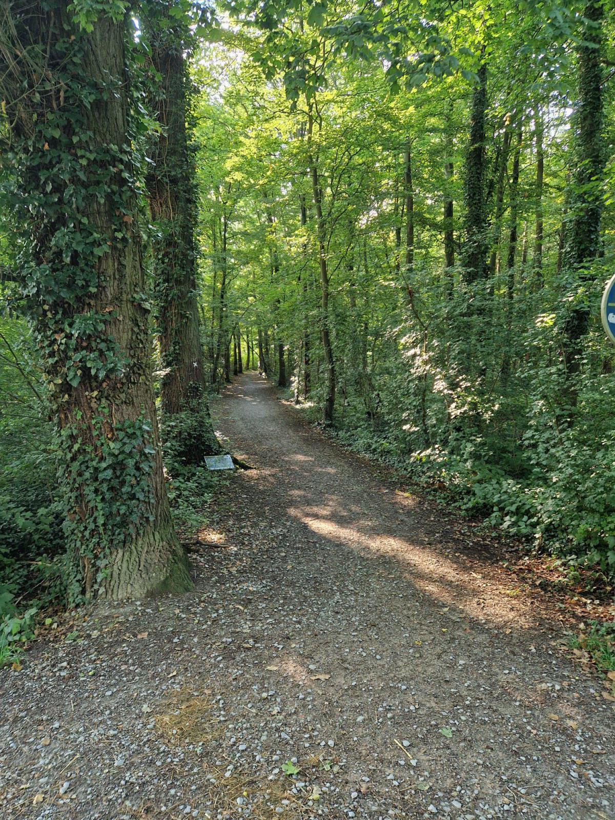 Limberger Forst Limberger Forst