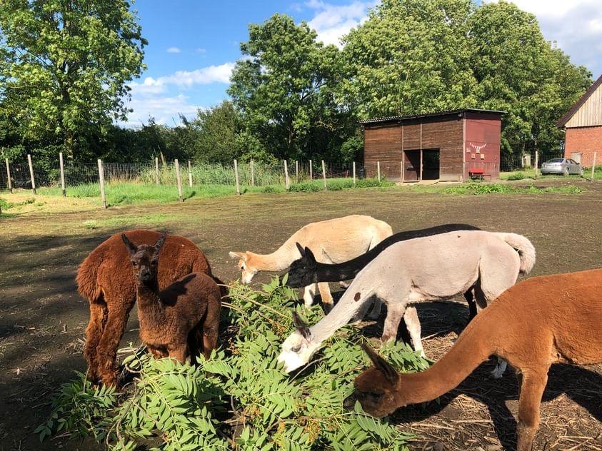 Alpaka Farm, Oelde Alpaka Farm, Oelde
