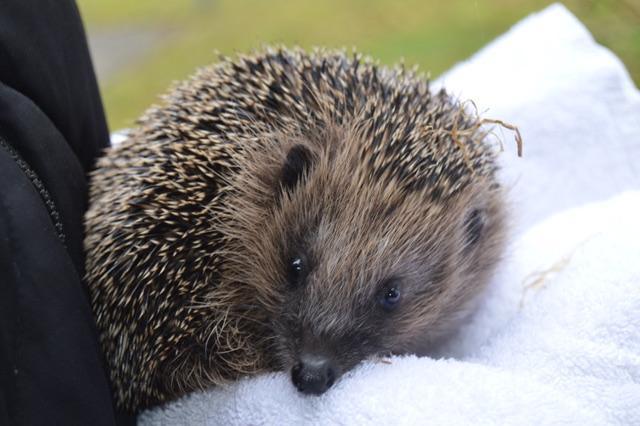 Igel Kiwi überwintert im Ambrosius-Haus