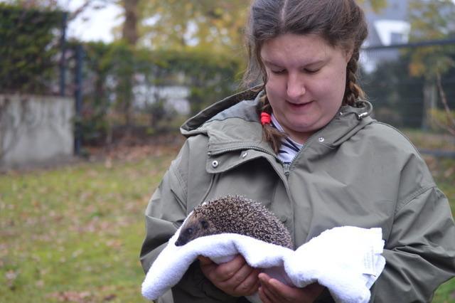 Igel Kiwi überwintert im Ambrosius-Haus