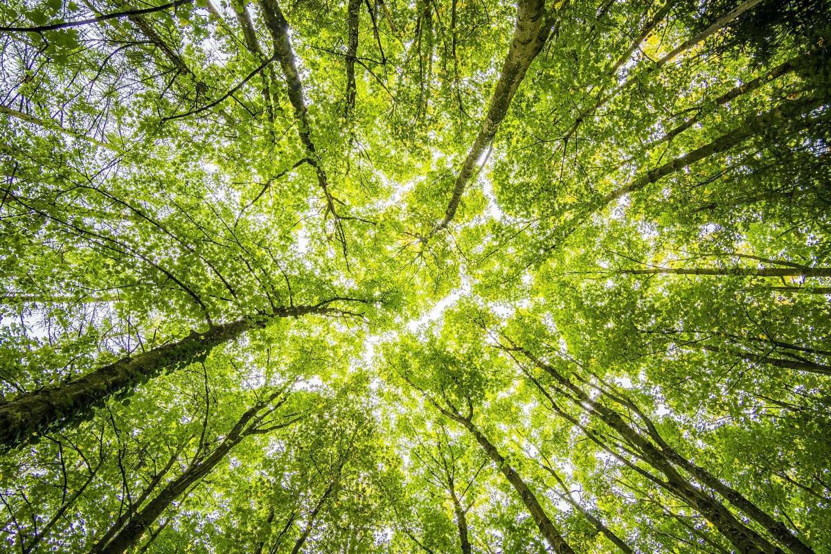 Grüne bitten Bürger, neue Baumstandorte vorzuschlagen