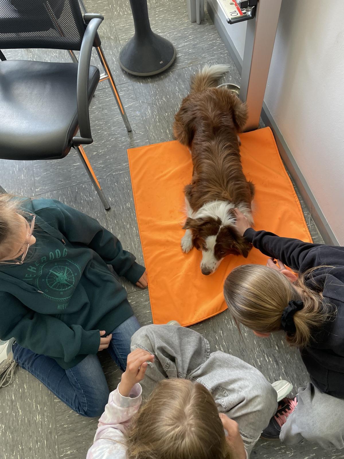 Ein tierisch gutes Team: Therapiehund Aiden bereichert den Schulalltag an der Gesamtschule Oelde
