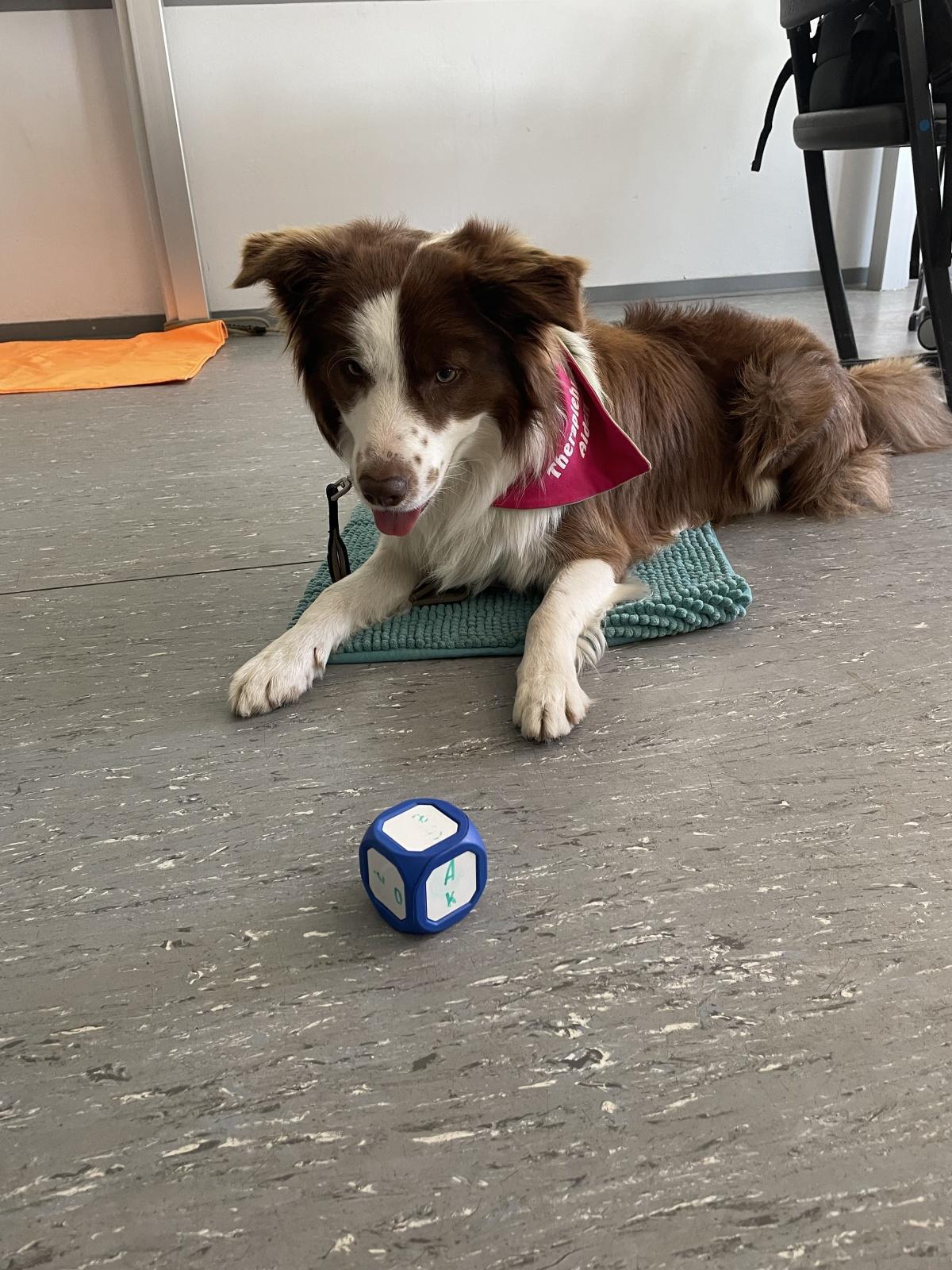 Ein tierisch gutes Team: Therapiehund Aiden bereichert den Schulalltag an der Gesamtschule Oelde