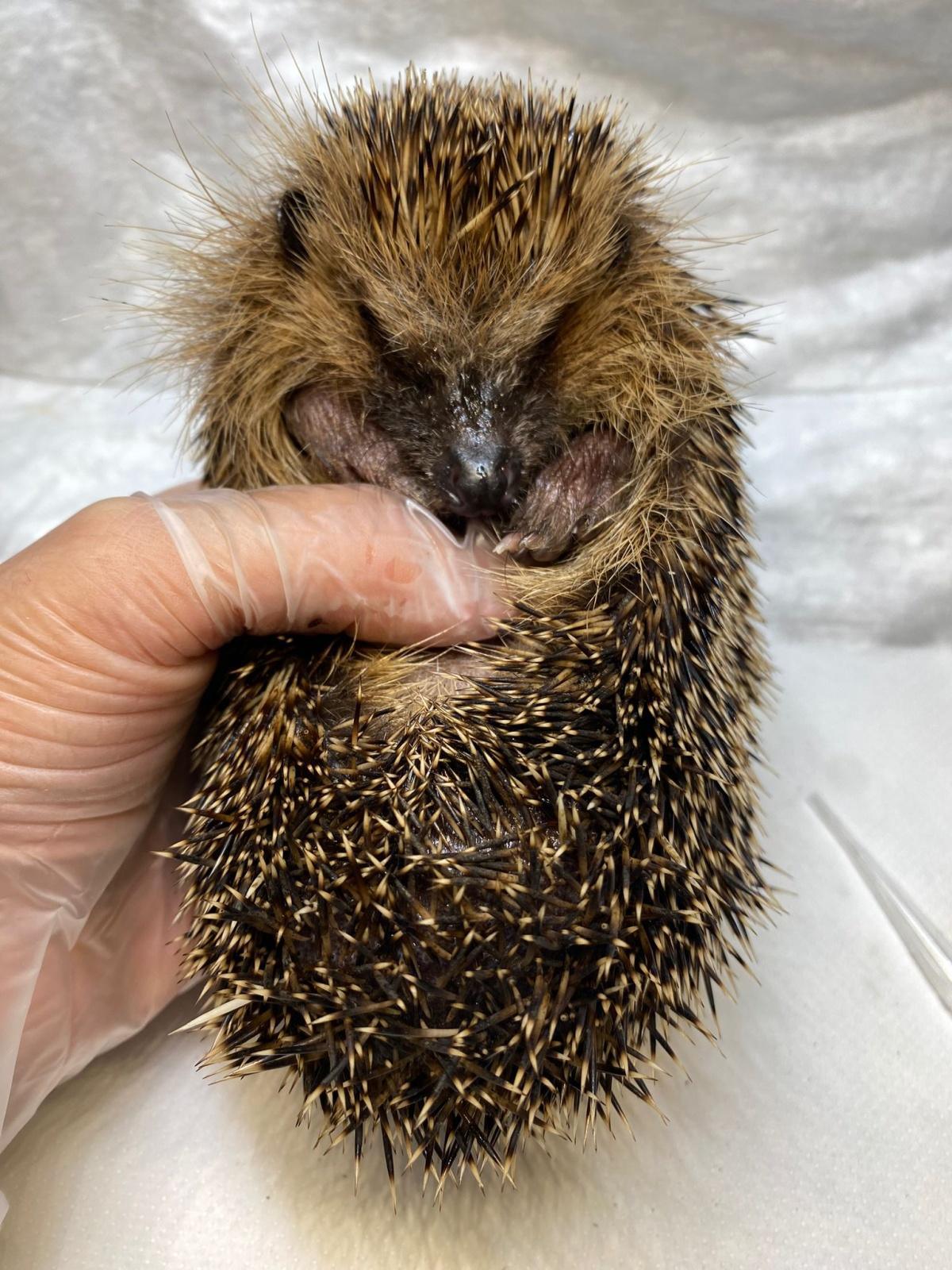 Igelhilfe: Ein Podcast, der Leben rettet Igelhilfe: Ein Podcast, der Leben rettet