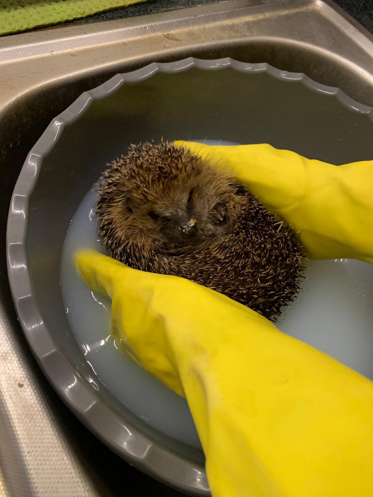 Igelhilfe: Ein Podcast, der Leben rettet