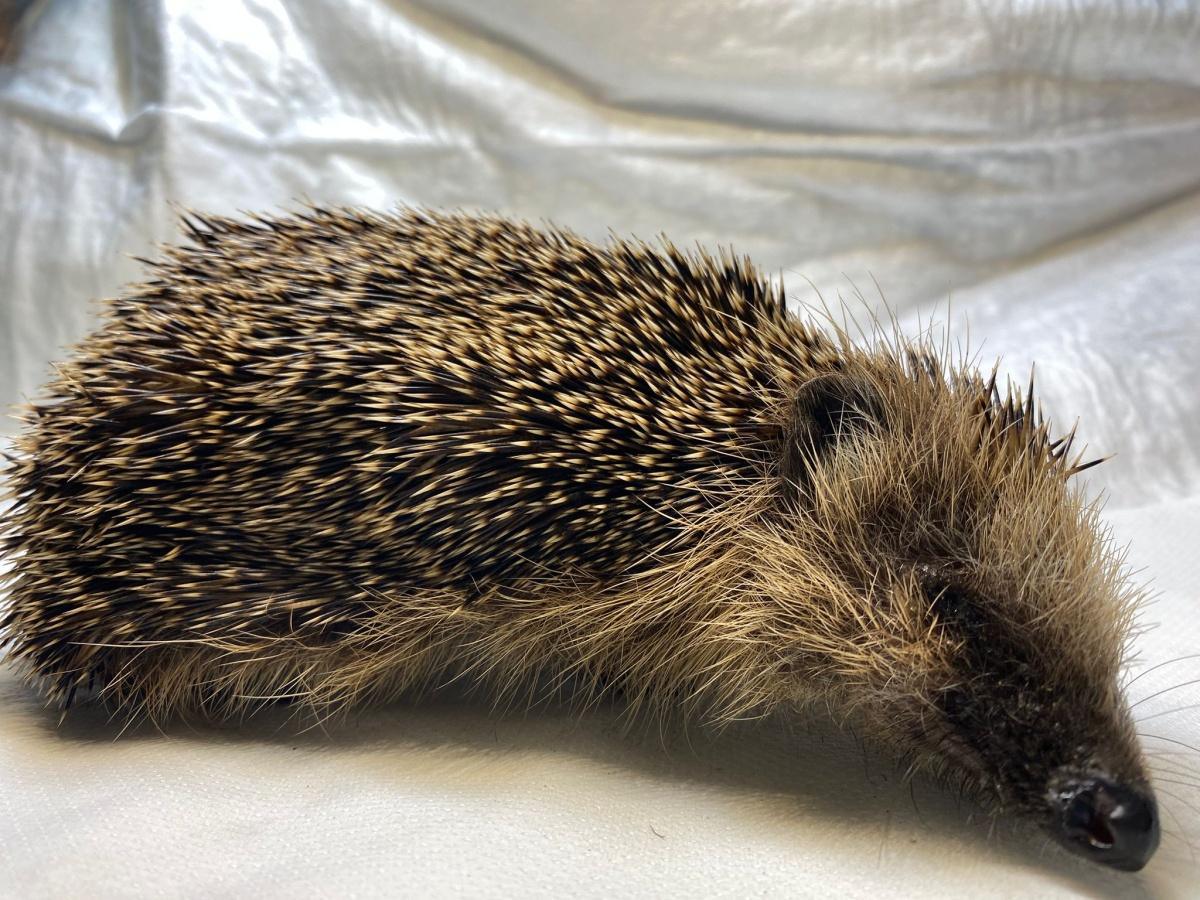 Igelhilfe: Ein Podcast, der Leben rettet. Igelhilfe: Ein Podcast, der Leben rettet.